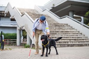 A blind man with an accessibility cane and companion dog.